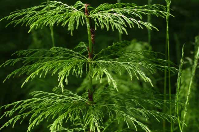 Horsetail